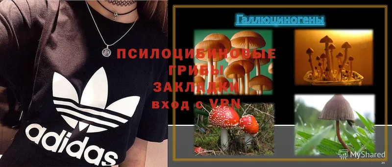 где найти   Калачинск  Галлюциногенные грибы Magic Shrooms 